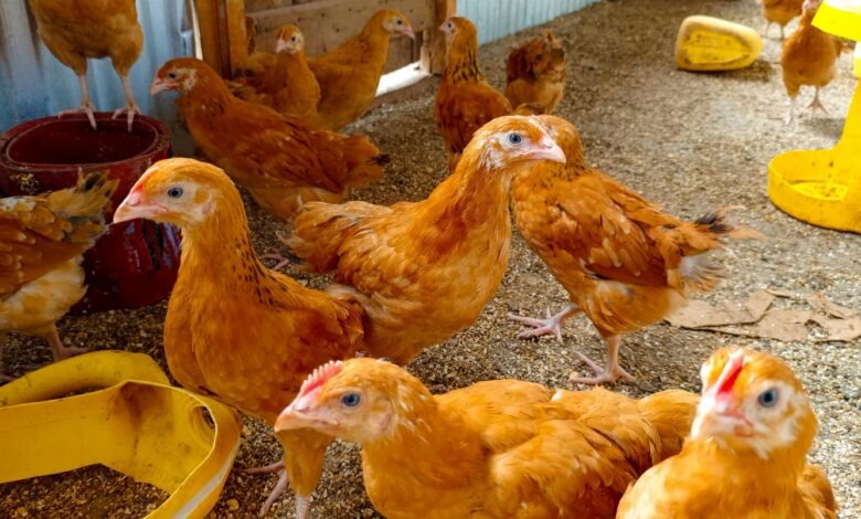 Children happily participating in farming activities