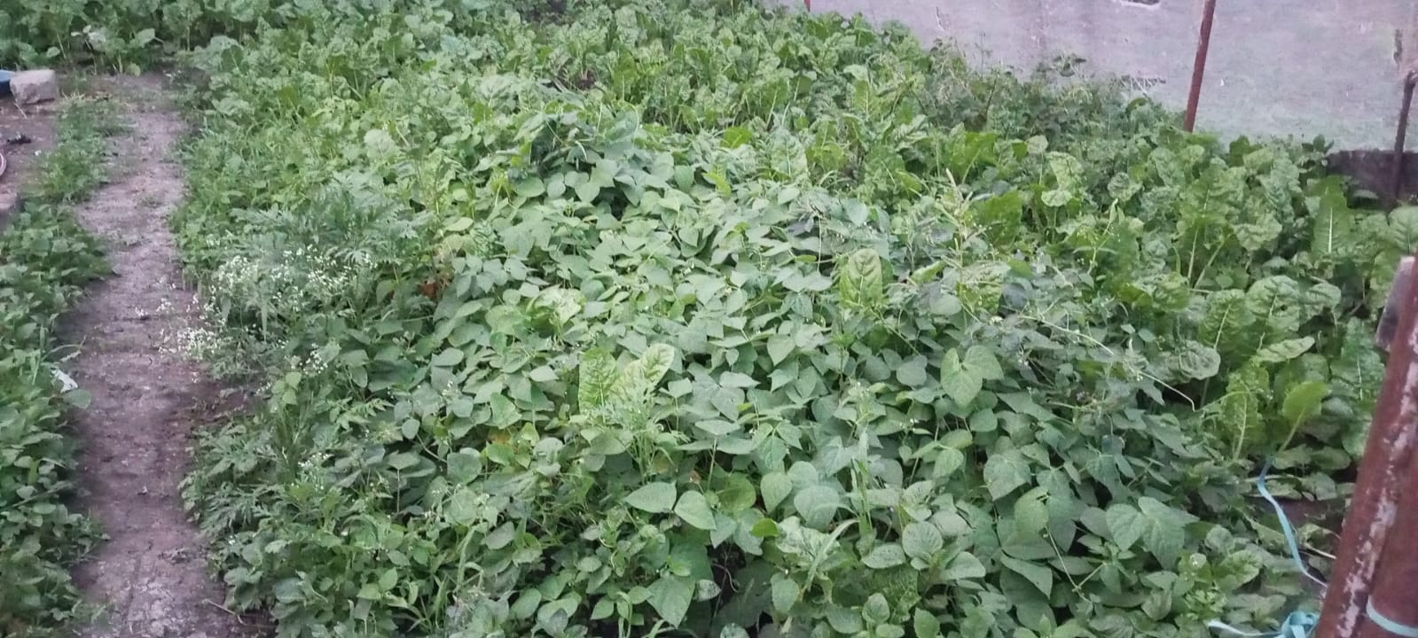Children participating in sustainable farming project