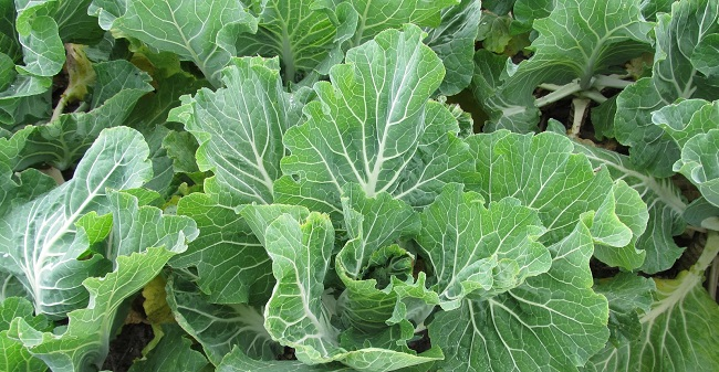 Our vegetable farm with various crops growing
