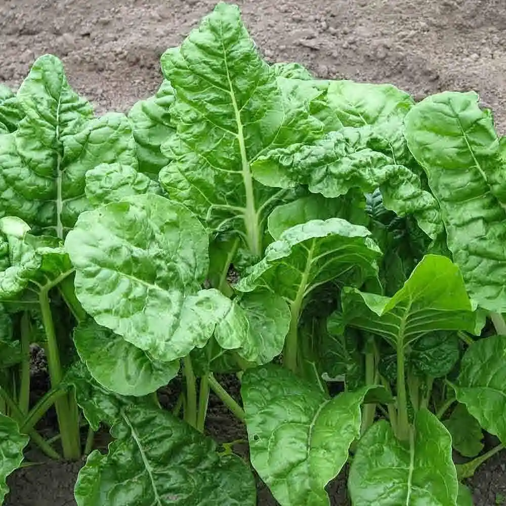 Harvest day celebration with children
